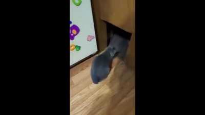 where the kitty
