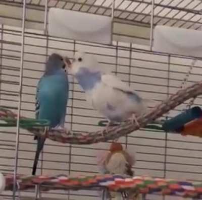 Skylar: here&rsquo;s some love ❤️ Nugget: I AM NOT AFRAID TO KICK