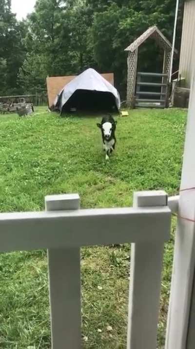 Milk Puppy