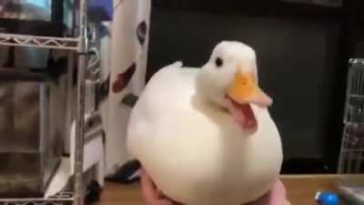 🦆Quack