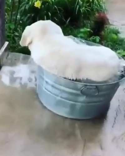 Finally a water bowl big enough for me