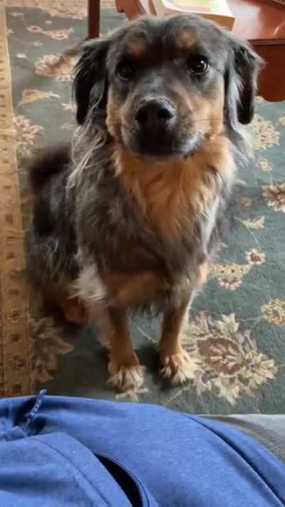 &lsquo;Scuse me, may I trouble you for more pets?