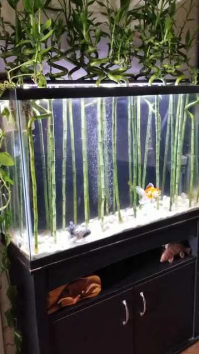 Finally happy with my goldfish tank!