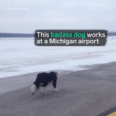 No birds were harmed in the making of this video.