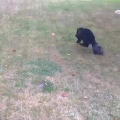 Too excited to cat