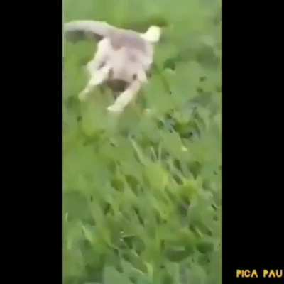 Macaco