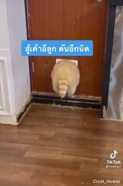 i need to know what animal this is. the text in the video wrongly says it's a cat but apparently it's not judging from its tail &amp;amp; i'm just curious what it actually is