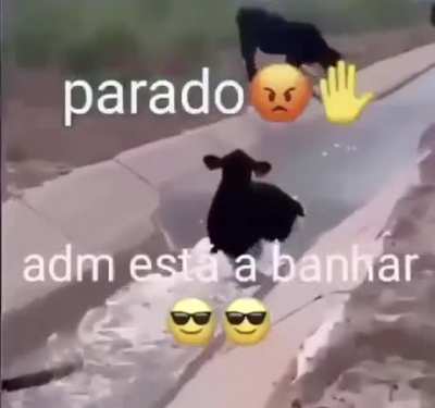 ADM corno