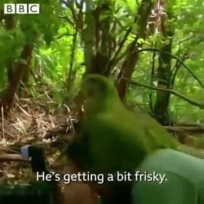Getting shagged by a rare parrot!