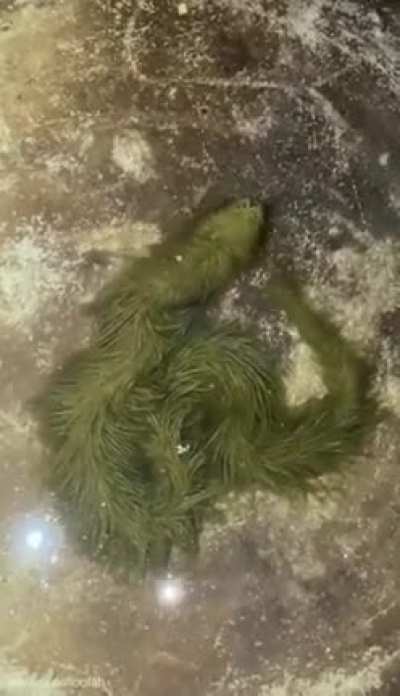 🔥A snake covered in algae. A rare event that will end the next time the snake sheds its skin