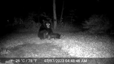 A bear in my friends backyard