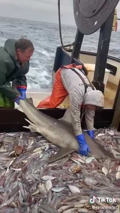 That&rsquo;s a no from me Shark.