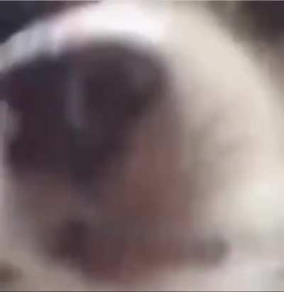 dogyy^^