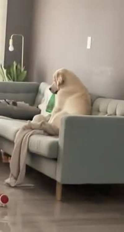 &ldquo;Did I say you can have my Perrier silly human!&rdquo;