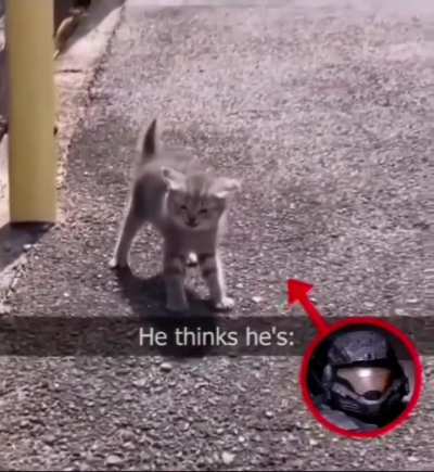 Lone Cat