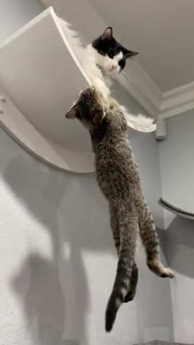 Re-enacting Scar &amp;amp; Mufasa