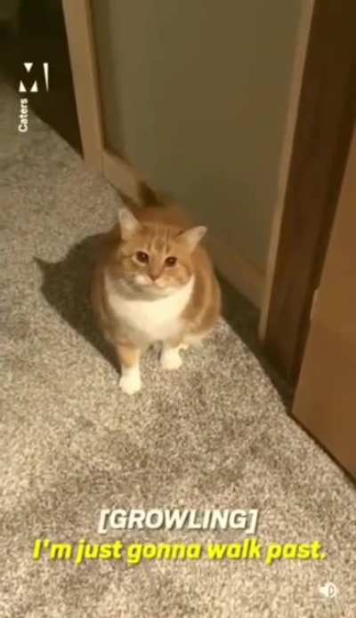 What a very nice kitty