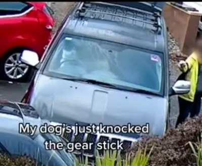 It&rsquo;s the dogs fault, he crashed into your car, no I literally mean the dog was driving!!!