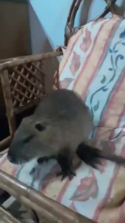 ¿Alguien sabe que es? ¿rata? ¿carpincho? ¿castor? ¿el novio de lali?
