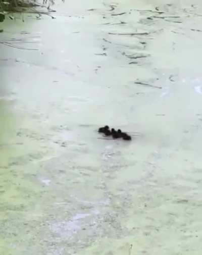 life&rsquo;s hard as a duckling when mum keeps disappearing every 5 seconds
