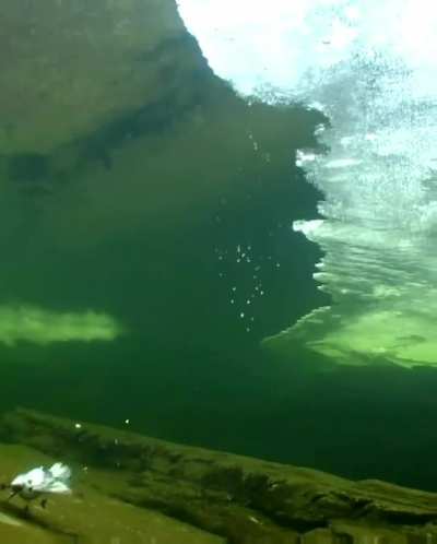 🔥 Cute bird diving in icy water