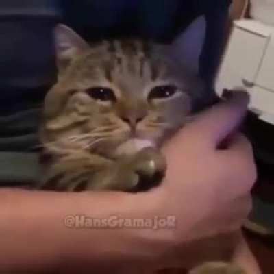 sad momo :,v