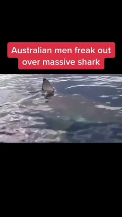 Aussie commentary makes everything better. (A 'white pointer is a great white) This one is apparently 6 meters (19.8ft). "Fackin hoooge!" Means very large