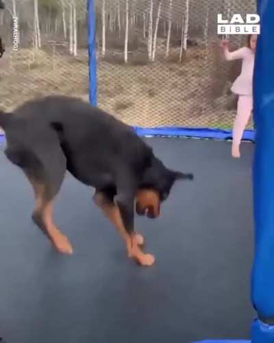 Bouncing buddies