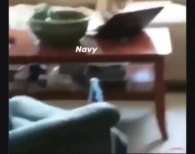 copy pasta cat