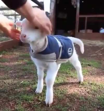 That tail is powered by pets