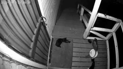My front porch feral kitten Shirley (of the trio Larry (RIP), Moe (left), &amp;amp; her) completely messing with the myopic mooching marsupial Mr. Piggo, the Possum. Waited until he was done eating and then BAPPITYBAPPITYBAP back down the stairs you go!