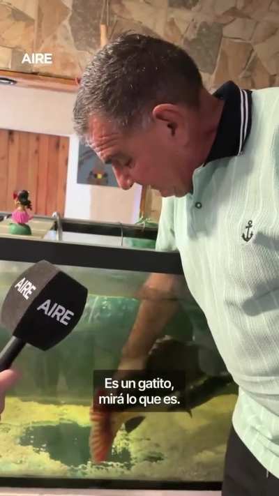 Tkm goldo