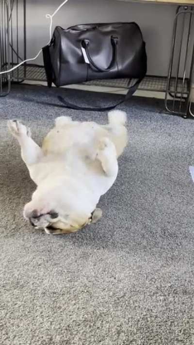 Even my dog thinks it bangs.
