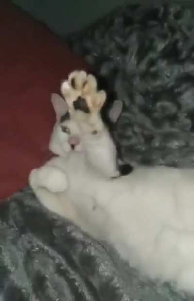 Eu amo gatos