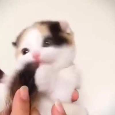 SIcK fuCK StArvEs KiTtEN untiL it CAnniBAlizEs ItsElF