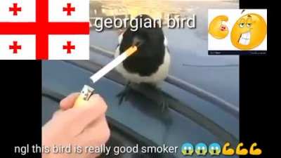 birde