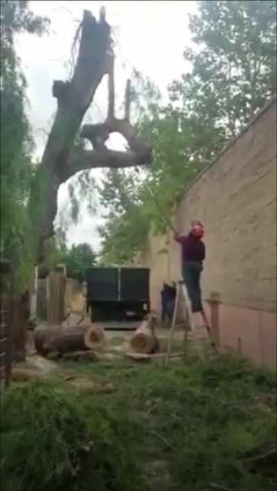HMFT after cuting a tree