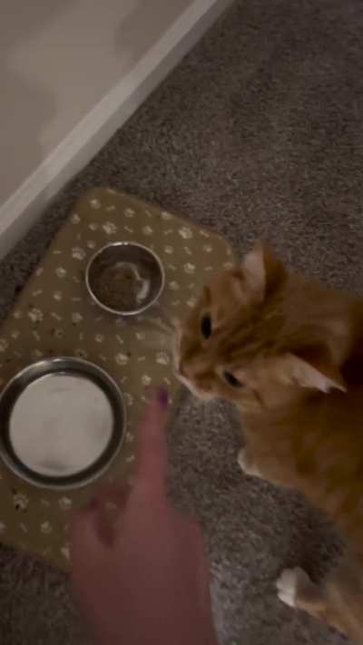 Jack didn&rsquo;t supervise me putting down his food, so it&rsquo;s obviously not there yet 🙄