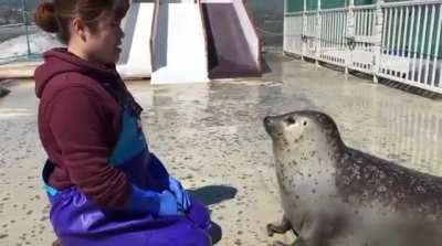 Squishy seal....