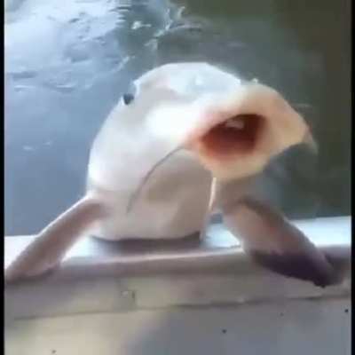 Fiquei com d&oacute; do peixe ;-;