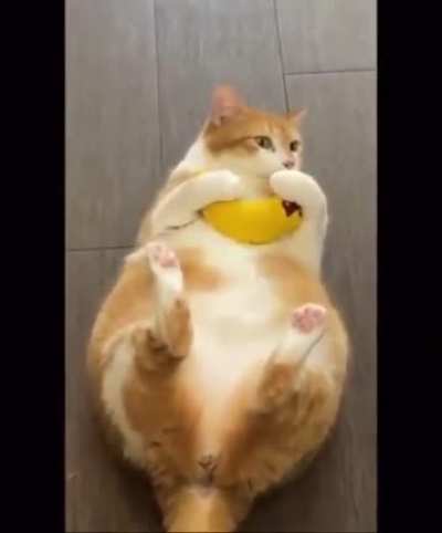 That&rsquo;s a fat cat