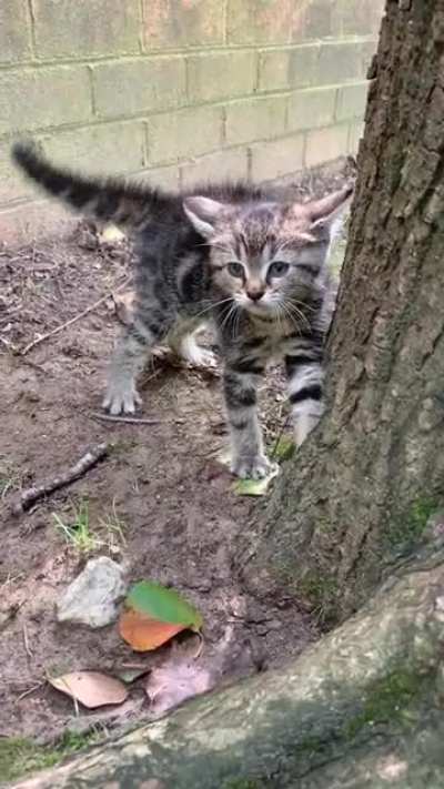 Spot&rsquo;s way of saying &ldquo;please rescue me off the side of a busy road&rdquo;