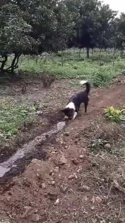 There're two types of dogs.