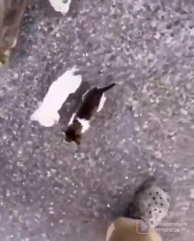 A lonely kitten appeared