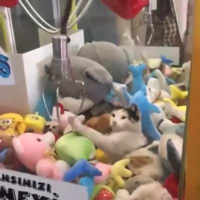 Crane Taps