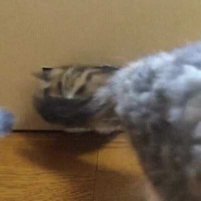 Back from the cat dimension.