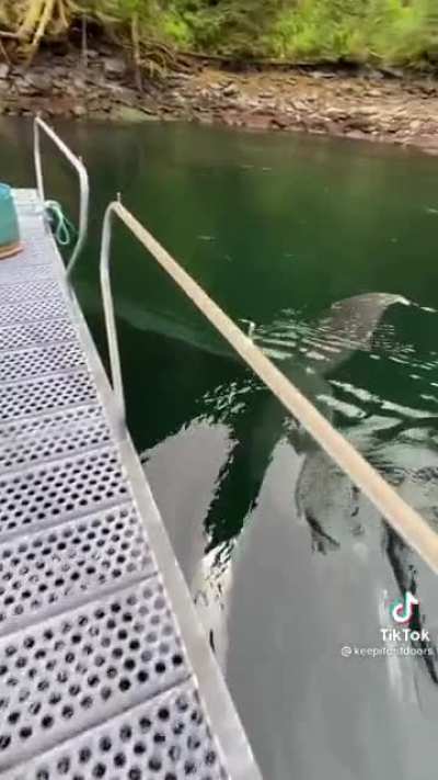 Visitor at the dock