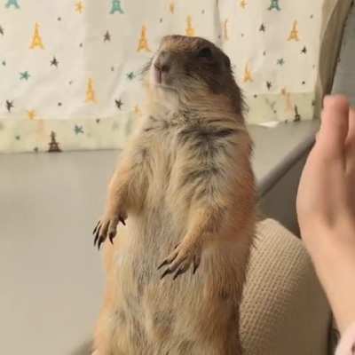 &ldquo;Human. You pets.&rdquo;