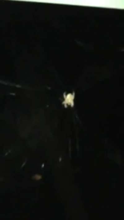 Beer bottle and spider explosion