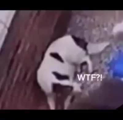 Bonk